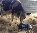 Four Northern Ireland dairy farms among first to be RSPCA-assured for welfare