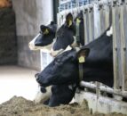 Meeting KPIs: How it’s done at the ‘Future Herd’