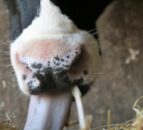 Fodder in the North: ‘Not a crisis – but it’s not far off one’