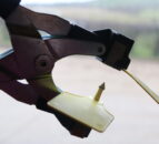 Reactor fraud: Illegal TB tag swapping suspected in the North