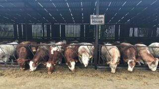 Beef focus: Close to 800 cattle on show at Jalex herd open day