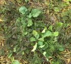 Tillage conference: The story of compulsory cover crops in Denmark