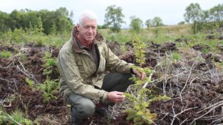 Fears windblown timber will ‘flood’ NI market
