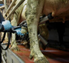 Milk price round-up: What are processors paying for NI’s August milk?