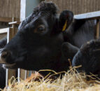 Angus quality bonus ‘worth up to 20c/kg’ on in-spec animals