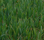 Grain price: Wheat falls, corn supplies ample