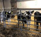 Poots announces change to NI calf TB testing requirements
