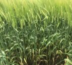 Tillage advice: Time to apply nitrogen to NI winter barley crops