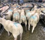 Don’t take the risk; quarantine newly-purchased sheep