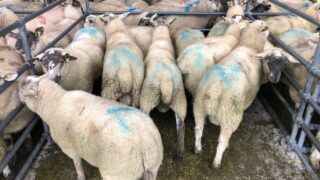 Don’t take the risk; quarantine newly-purchased sheep