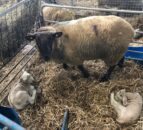 How much colostrum does a newborn lamb require?