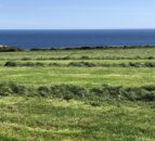 Thinking about making third-cut silage? Here’s a few things to keep in mind…