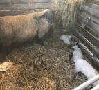 What can I do to avoid lambs getting navel/joint ill?