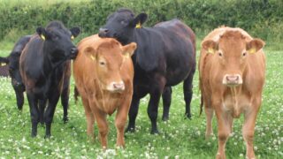 Farmers urged to consider clover swards to lower fertiliser costs