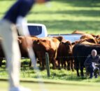 Antrim farmer goes viral with agri-spec gallery during Irish Open