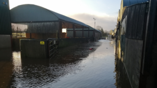 Farmers forced to evacuate 700 ewes following farmyard flooding