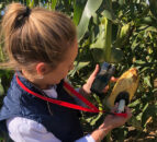 Pocket-sized moisture meter in the corn fields of the US