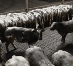 Video: Ulster farmer to put 900 heifers ‘on the market’ this Saturday