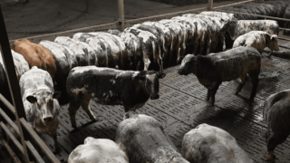 Video: Ulster farmer to put 900 heifers ‘on the market’ this Saturday