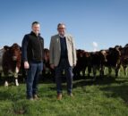 Two native breeds to feature in on-farm pedigree sale