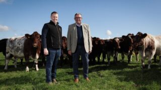 Two native breeds to feature in on-farm pedigree sale