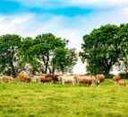 Cattle exports to Northern Ireland drop by 52%