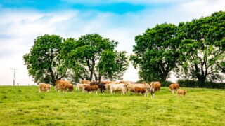 Cattle exports to Northern Ireland drop by 52%