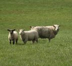 Are worm burdens affecting the performance of your lambs?
