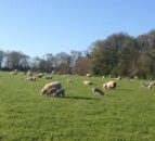 Mixed retail performance for Northern lamb