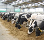 ‘Northern dairy farmers should not have to cut production’