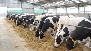 ‘Northern dairy farmers should not have to cut production’