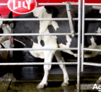 Video: Broughshane herd to feature at Lely’s Balmoral robotic milking demo