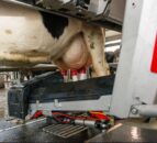 Video: Lely hits major NI robot milestone