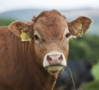 Retailer specifications drives reduced young bull kill in Northern Ireland