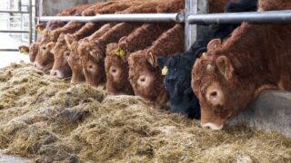 Northern Ireland’s store cattle exports almost reached £10m last year