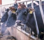 Advice to dairy farmers in the midst of Covid-19…keep your distance