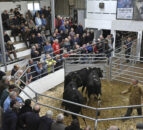 Movement restrictions on livestock to and from NI removed