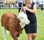 Official Brucellosis-free status in sight for Northern Ireland