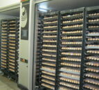 Moy Park invests £180,000 at Northern hatchery