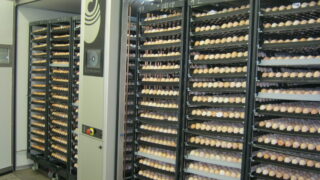 Moy Park invests £180,000 at Northern hatchery