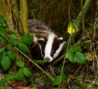 New badger research sheds light on why controlling TB has been so difficult