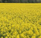 Keep an eye out for the flea beetle in oilseed rape crops