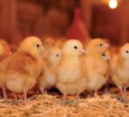 High phosphorous poultry manure deadline looming for NI poultry farmers