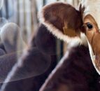 Six-hour TB test to launch at the end of this month