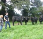 Ease of calving vital for Northern Angus producer