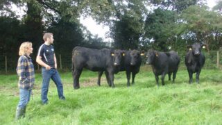 Ease of calving vital for Northern Angus producer