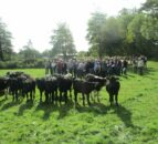Northern farmers view Teagasc dairy bred beef research