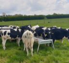 CAFRE to launch new dairy beef knowledge transfer project