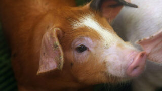 The future of Northern Ireland’s pig industry is in doubt – UFU