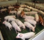 ‘NI’s approval to export pork to China could be worth in excess of £10 million’